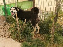 BORIS, Hund, Mischlingshund in Rumänien - Bild 4