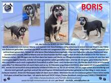 BORIS, Hund, Mischlingshund in Rumänien - Bild 5