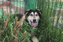 BORIS, Hund, Mischlingshund in Rumänien - Bild 7