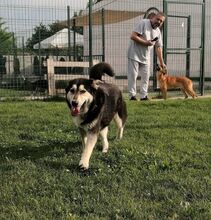 BORIS, Hund, Mischlingshund in Rumänien - Bild 8