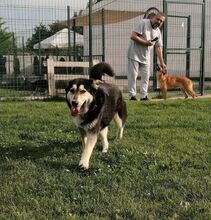 BORIS, Hund, Mischlingshund in Erfurt - Bild 10