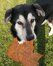 BORIS, Hund, Mischlingshund in Erfurt - Bild 13