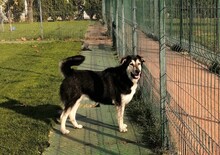 BORIS, Hund, Mischlingshund in Erfurt - Bild 14