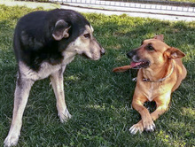 BORIS, Hund, Mischlingshund in Erfurt - Bild 16