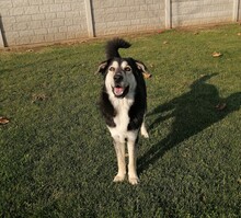 BORIS, Hund, Mischlingshund in Erfurt - Bild 2