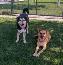 BORIS, Hund, Mischlingshund in Erfurt - Bild 3