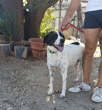 TANA, Hund, Mischlingshund in Spanien - Bild 1