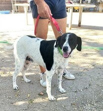 TANA, Hund, Mischlingshund in Spanien - Bild 2