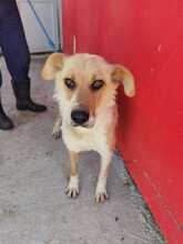 CLERA, Hund, Mischlingshund in Rumänien - Bild 1