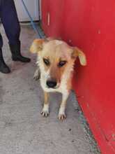 CLERA, Hund, Mischlingshund in Rumänien - Bild 2