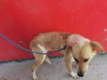 CLERA, Hund, Mischlingshund in Rumänien - Bild 3