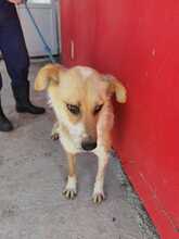 CLERA, Hund, Mischlingshund in Rumänien - Bild 5