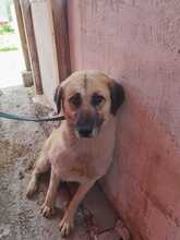 MANA, Hund, Golden Retriever-Labrador-Mix in Rumänien - Bild 1