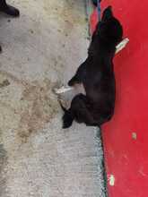 CHEILA, Hund, Mischlingshund in Rumänien - Bild 3