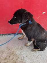 CHEILA, Hund, Mischlingshund in Rumänien - Bild 4