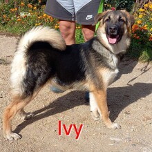 IVY, Hund, Mischlingshund in Bosnien und Herzegowina - Bild 1