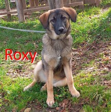 ROXY, Hund, Mischlingshund in Bosnien und Herzegowina - Bild 1