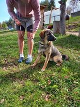 ROXY, Hund, Mischlingshund in Bosnien und Herzegowina - Bild 4