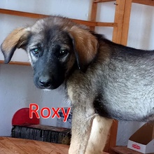 ROXY, Hund, Mischlingshund in Bosnien und Herzegowina - Bild 6