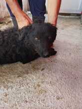 LOLIA, Hund, Mudi-Mix in Rumänien - Bild 4