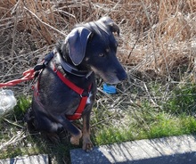 NALA, Hund, Mischlingshund in Mildstedt - Bild 9