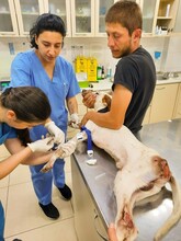 TERJOLA, Hund, Mischlingshund in Berlin - Bild 1