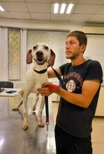 TERJOLA, Hund, Mischlingshund in Berlin - Bild 2