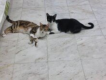 LUCAS, Katze, Hauskatze in Bulgarien - Bild 1