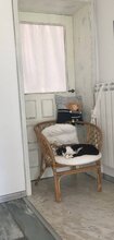 LUCAS, Katze, Hauskatze in Bulgarien - Bild 5