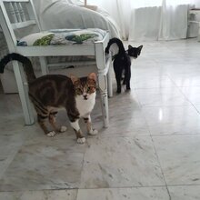 LUCAS, Katze, Hauskatze in Bulgarien - Bild 8