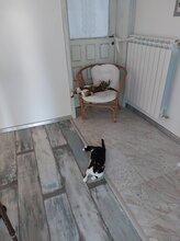 MARK, Katze, Hauskatze in Bulgarien - Bild 11