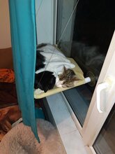MARK, Katze, Hauskatze in Bulgarien - Bild 6
