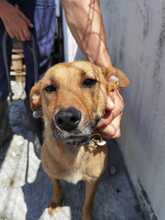 KIRA, Hund, Mischlingshund in Rumänien - Bild 1