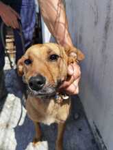 KIRA, Hund, Mischlingshund in Rumänien - Bild 2