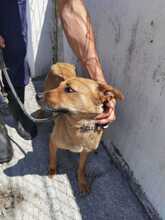 KIRA, Hund, Mischlingshund in Rumänien - Bild 3