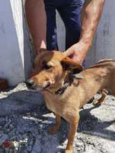 KIRA, Hund, Mischlingshund in Rumänien - Bild 5