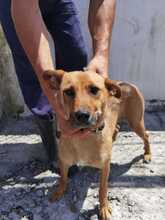 KIRA, Hund, Mischlingshund in Rumänien - Bild 6