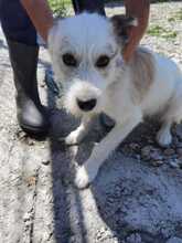 JACI, Hund, Mischlingshund in Rumänien - Bild 1