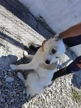 JACI, Hund, Mischlingshund in Rumänien - Bild 3