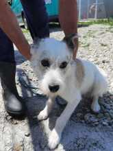 JACI, Hund, Mischlingshund in Rumänien - Bild 5