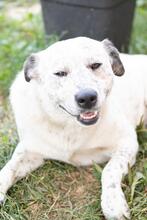 BOY, Hund, Mischlingshund in Rumänien - Bild 10