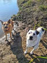 BOY, Hund, Mischlingshund in Rumänien - Bild 3