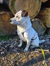 BOY, Hund, Mischlingshund in Rumänien - Bild 4