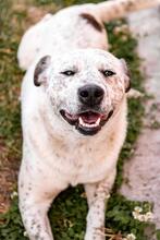 BOY, Hund, Mischlingshund in Rumänien - Bild 5