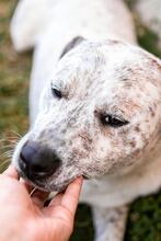 BOY, Hund, Mischlingshund in Rumänien - Bild 7