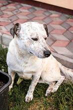 BOY, Hund, Mischlingshund in Rumänien - Bild 9