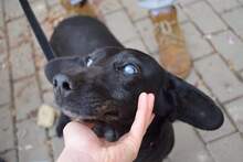 OEDIP, Hund, Mischlingshund in Rumänien - Bild 13