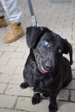 OEDIP, Hund, Mischlingshund in Rumänien - Bild 20