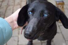 OEDIP, Hund, Mischlingshund in Rumänien - Bild 6