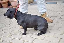 OEDIP, Hund, Mischlingshund in Rumänien - Bild 8